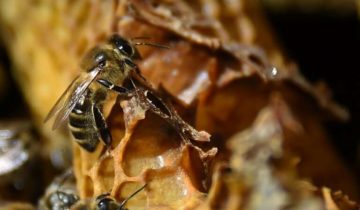 bees 2020.2